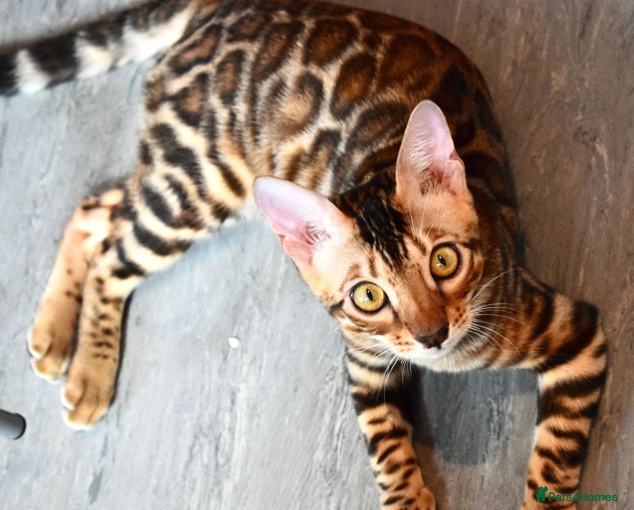 Bengal cats Beautiful Bengal kitten - Advert 1