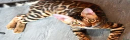 Bengal cats for sale: Beautiful Bengal kitten - Advert 1