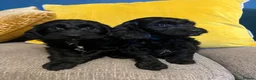 Cockapoo dogs for sale: Cockapoo puppies from health clear parents  - Advert 4