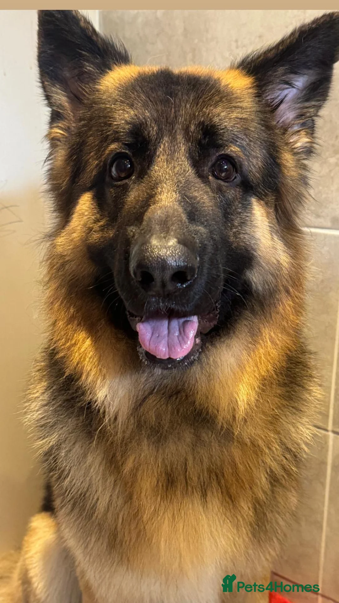 German Shepherd dogs for sale: German shepherd puppies - Advert 2