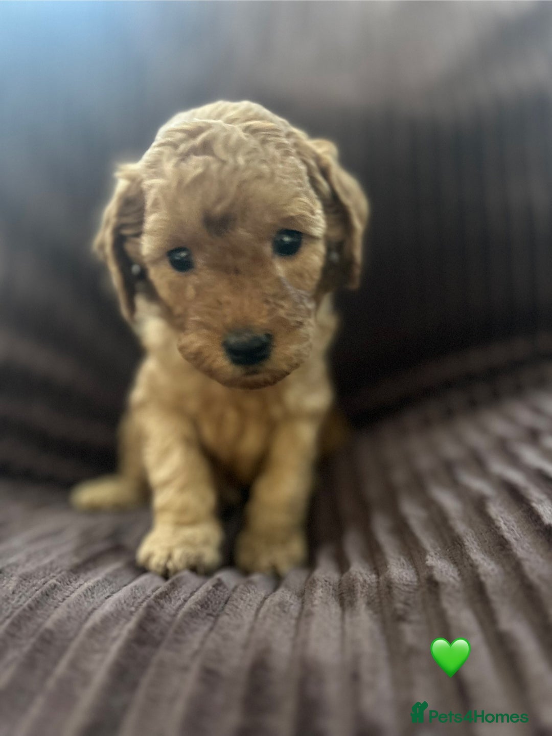 Cavapoo dogs for sale: Toy cavapoo  - Advert 11