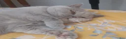 British Shorthair cats for sale: Loving, Peaceful Home Needed for Holly & Honey - Advert 8