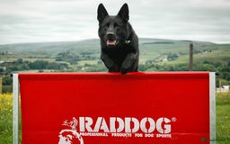 German Shepherd dogs for stud: STUD KC Working Line German Shepherd - Image 1