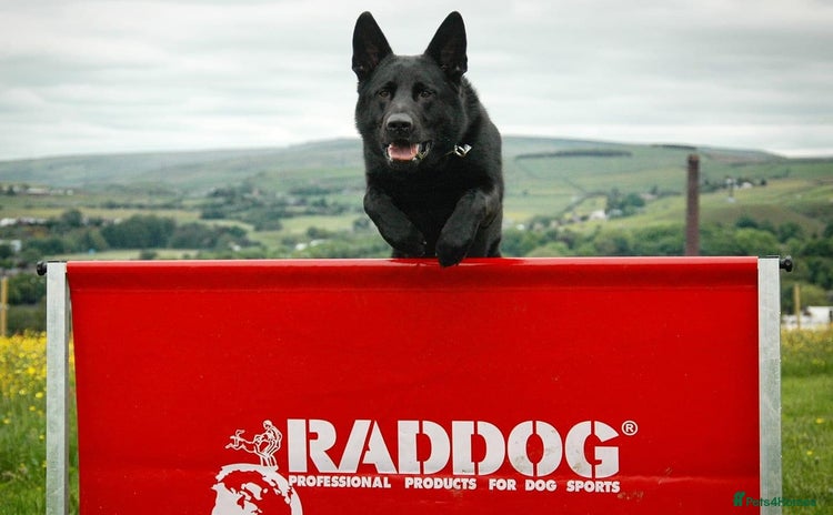 German Shepherd dogs - Advert 1