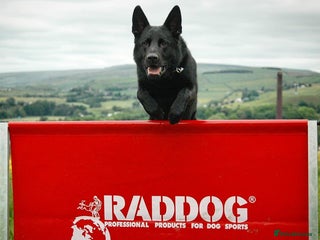 German Shepherd dogs - Advert 25