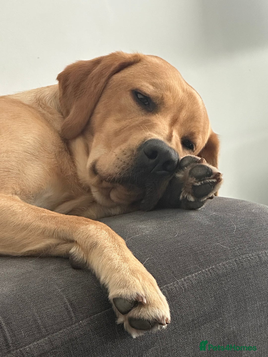 Labrador Retriever dogs for sale: Seb the lab - Image 12