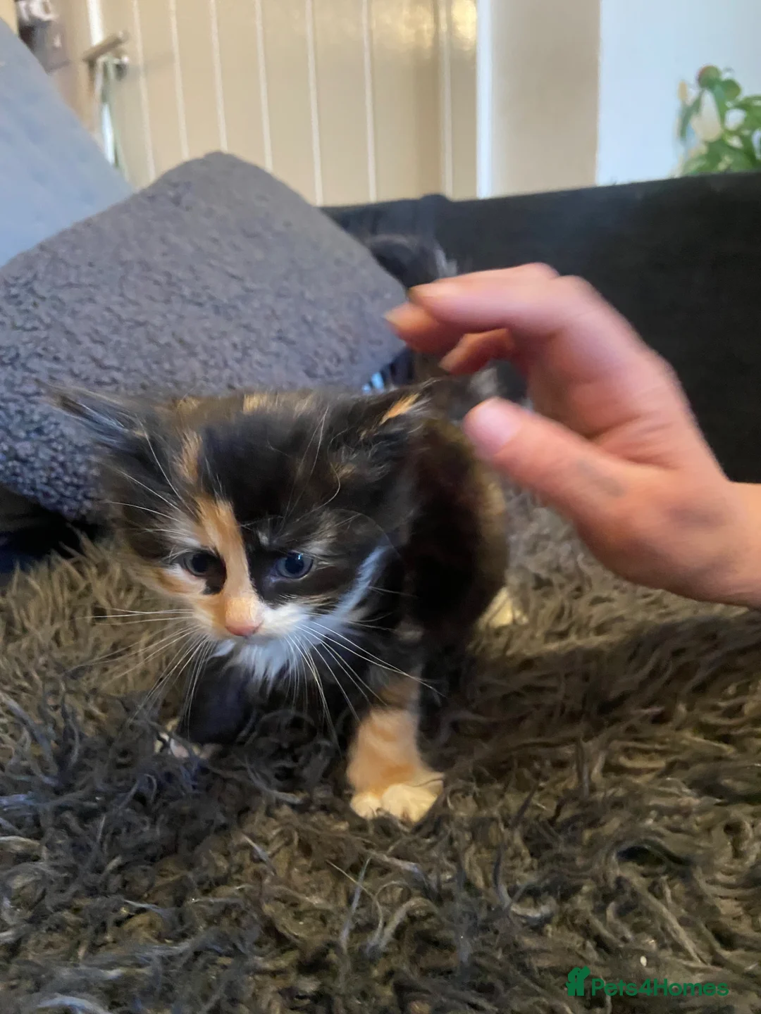 Mixed Breed cats for sale: Super fluffy kittens  in Thame - Advert 17