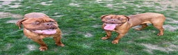 Dogue De Bordeaux dogs for sale: DOGUE DE BORDEAUX PUPPIES AVAILABLE 16/03/26 - Advert 2