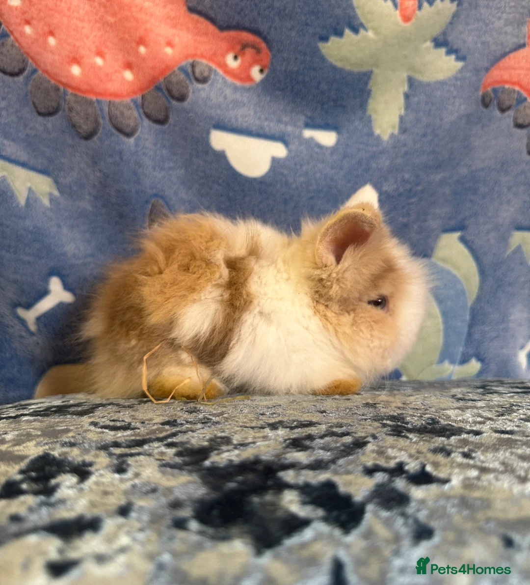 Lionhead rabbits for sale: Adorable double mane lionhead baby bunnies  - Advert 29