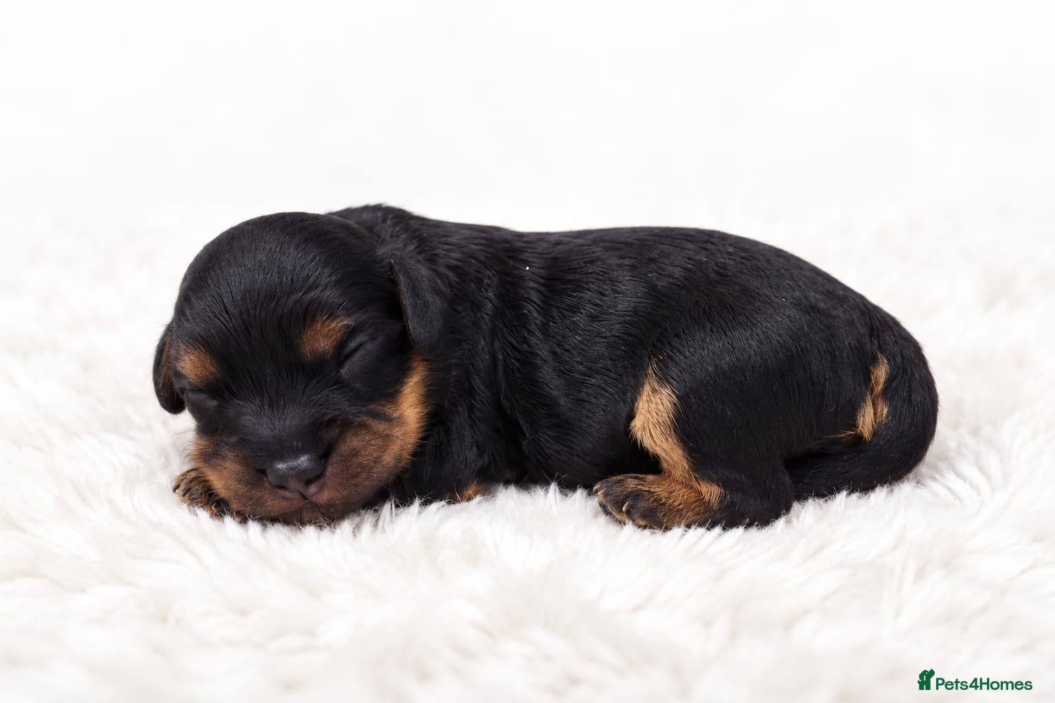 Cavapoo dogs Beautiful Cavapoo puppies  - Advert 10