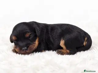 Cavapoo dogs Beautiful Cavapoo puppies - Advert 1