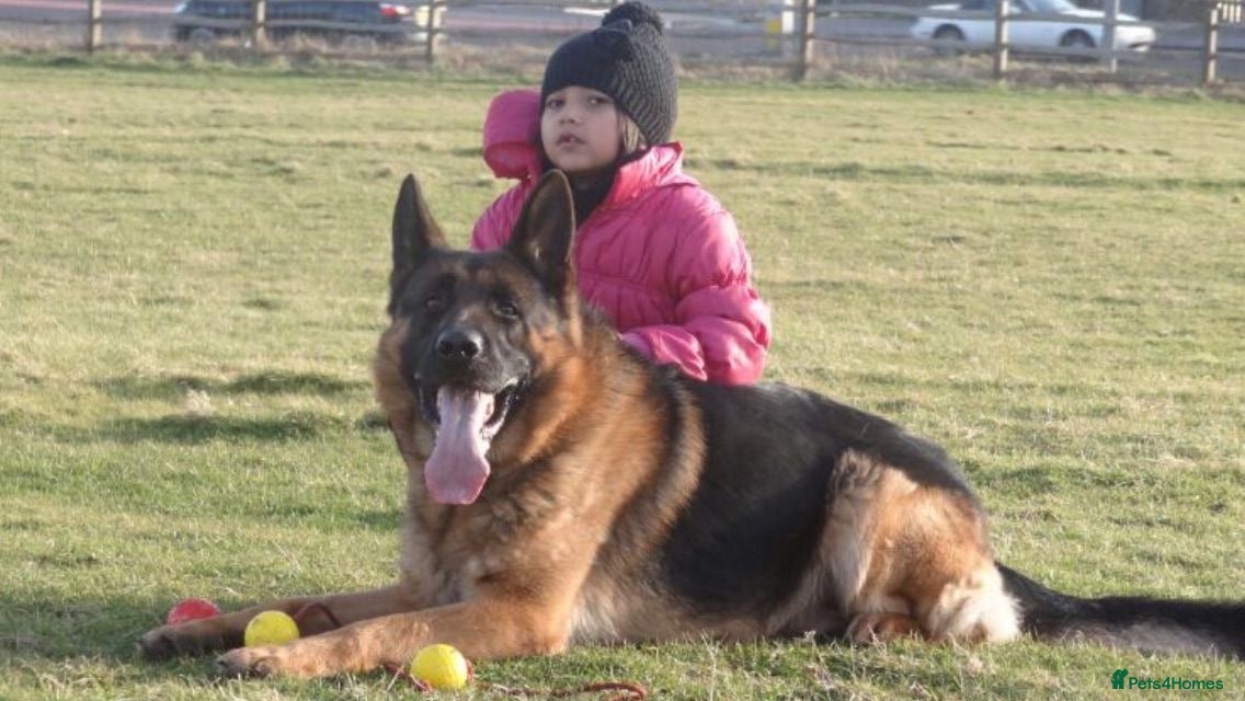 German Shepherd dogs for sale: Beautiful German Shepherd Pups  - Advert 4