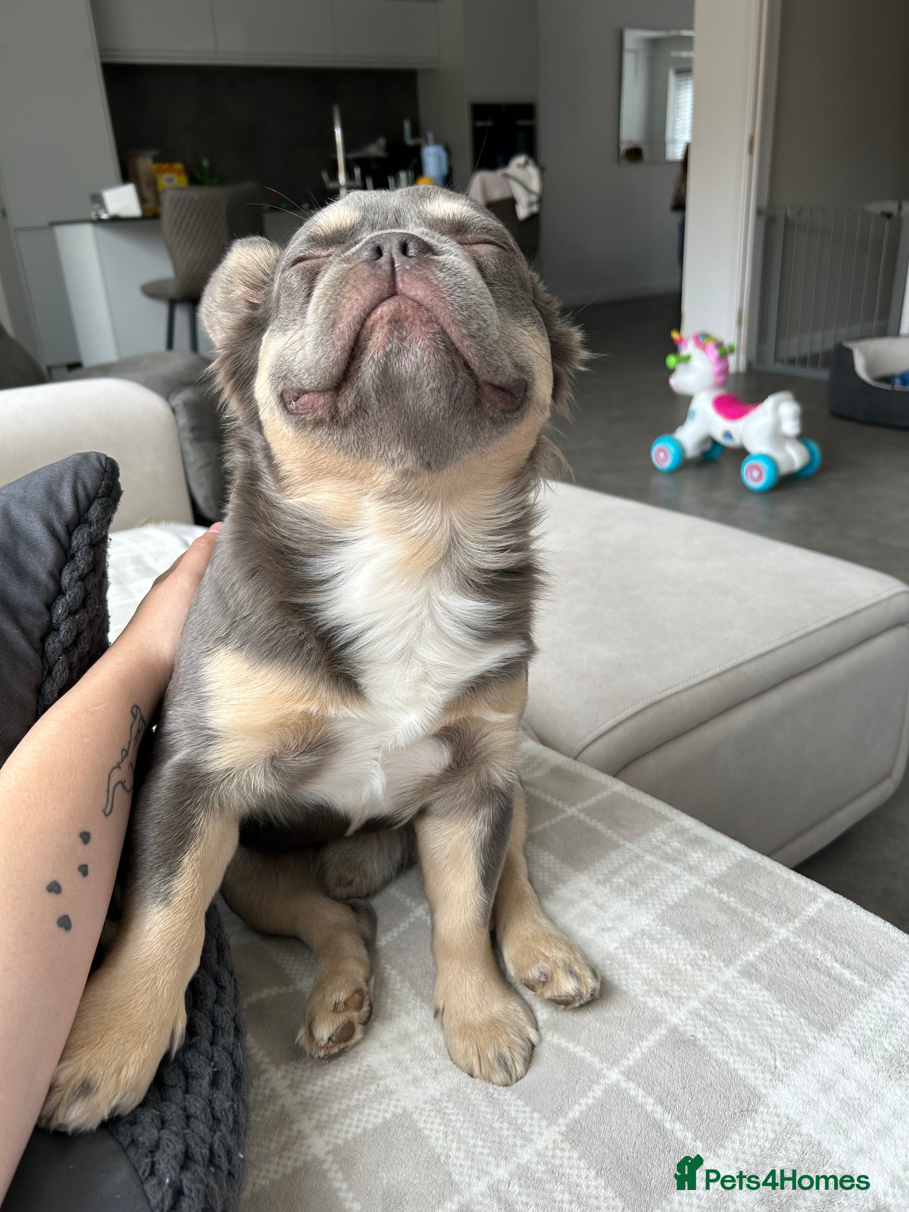 French Bulldog dogs for sale: Fluffy French Bulldog Archie  in Peterborough - Advert 7