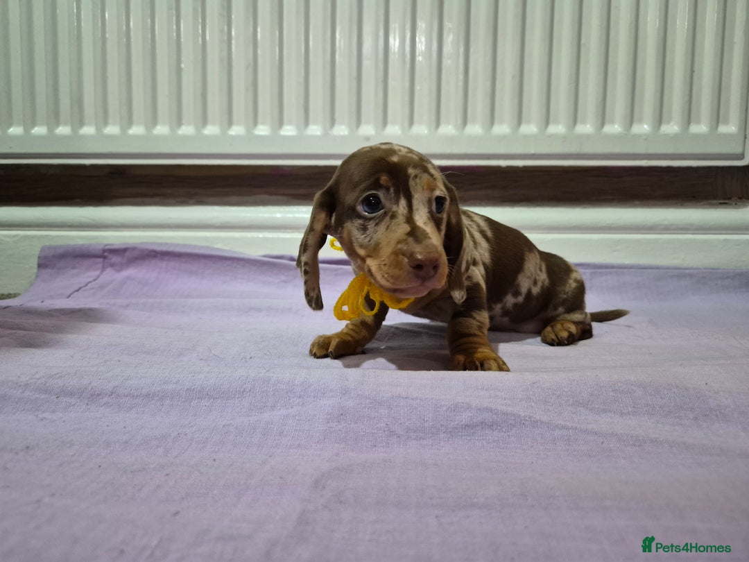 Miniature Dachshund dogs for sale: Hi beautiful mini dachshund for 5* home - Advert 2