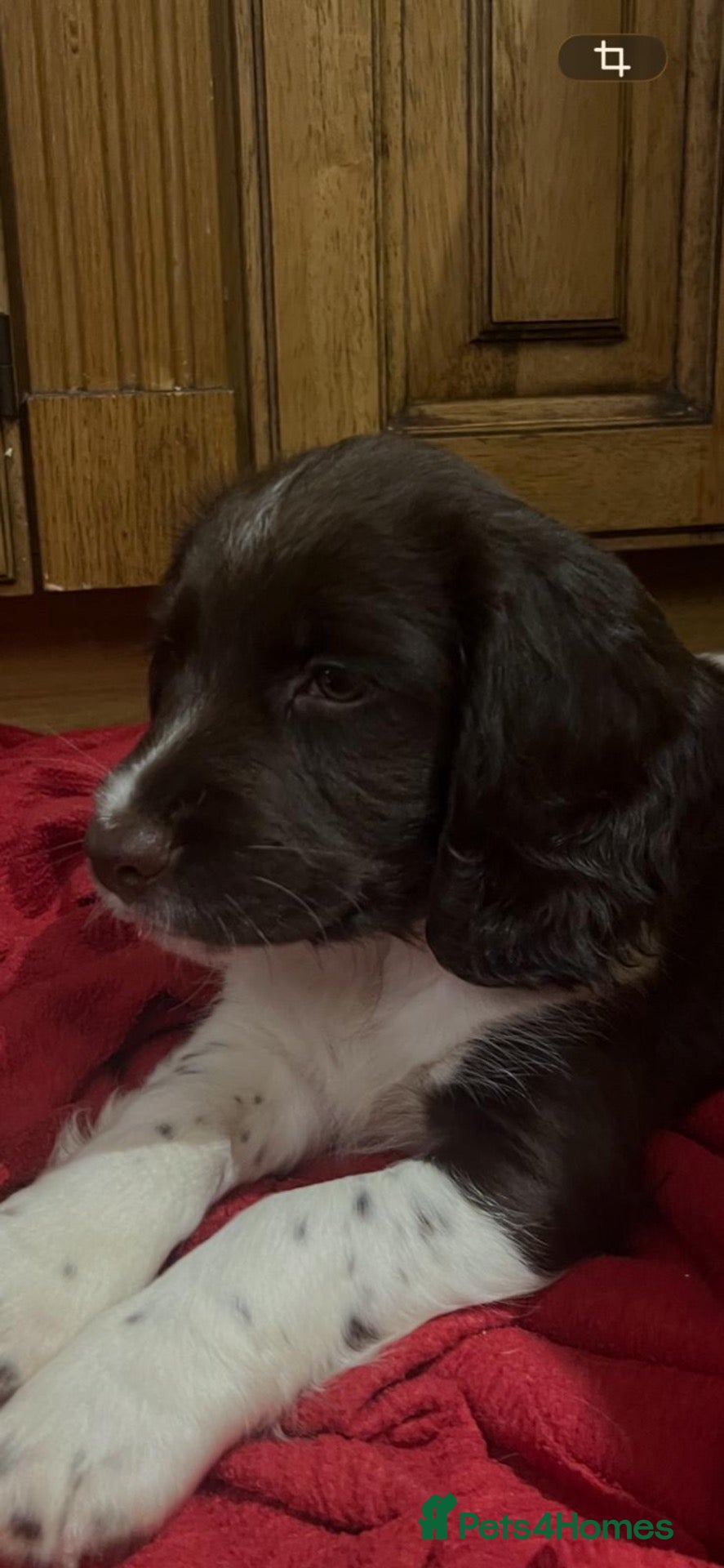 English Springer Spaniel dogs GORGEOUS ENGLISH SPRINGER SPANIEL PUPPIES - Advert 1