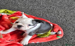 Mixed Breed dogs for sale: Frenchton Pups - Image 1