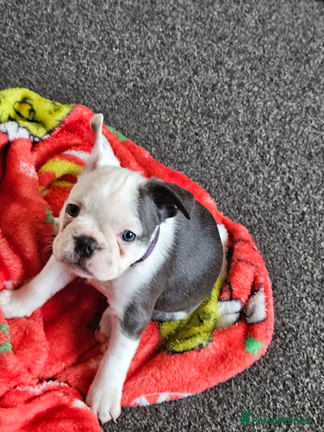 Mixed Breed dogs for sale: Frenchton Pups - Image 1