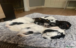 Cockapoo dogs for sale: F1 cockapoos beautiful litter 5 left* - Image 32