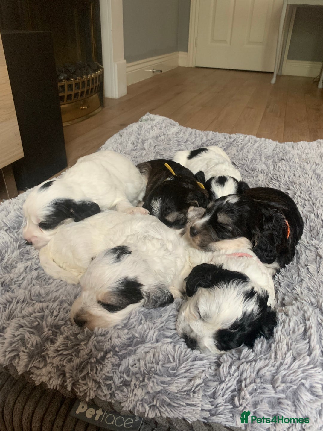 Cockapoo dogs for sale: F1 cockapoos beautiful litter 5 left* - Image 32