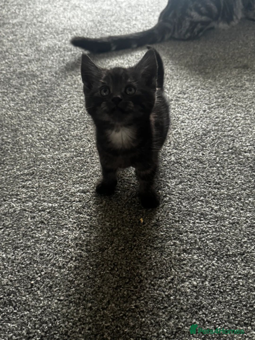 British Longhair cats for sale: Kittens - Advert 21