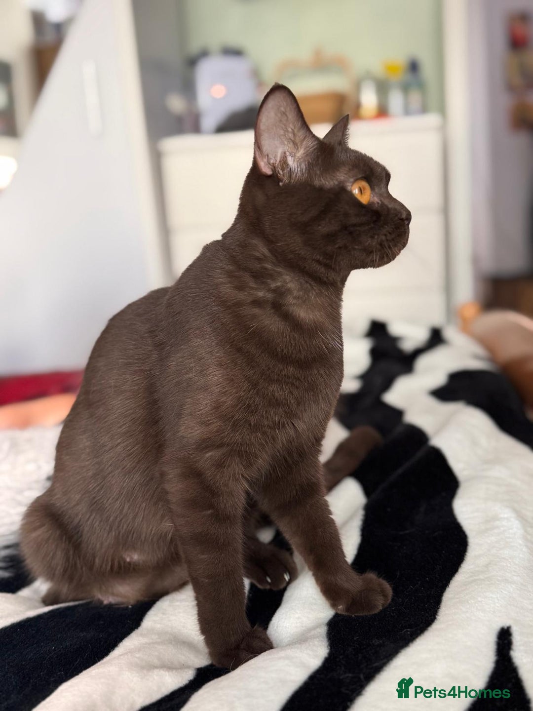 British Shorthair cats for sale: 2 beautiful BritishShorthair Colourpointed❤️‍🔥💝  - Image 15