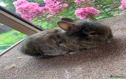 Lionhead rabbits for sale: Netherland dwarf X Lionhead  - Image 5