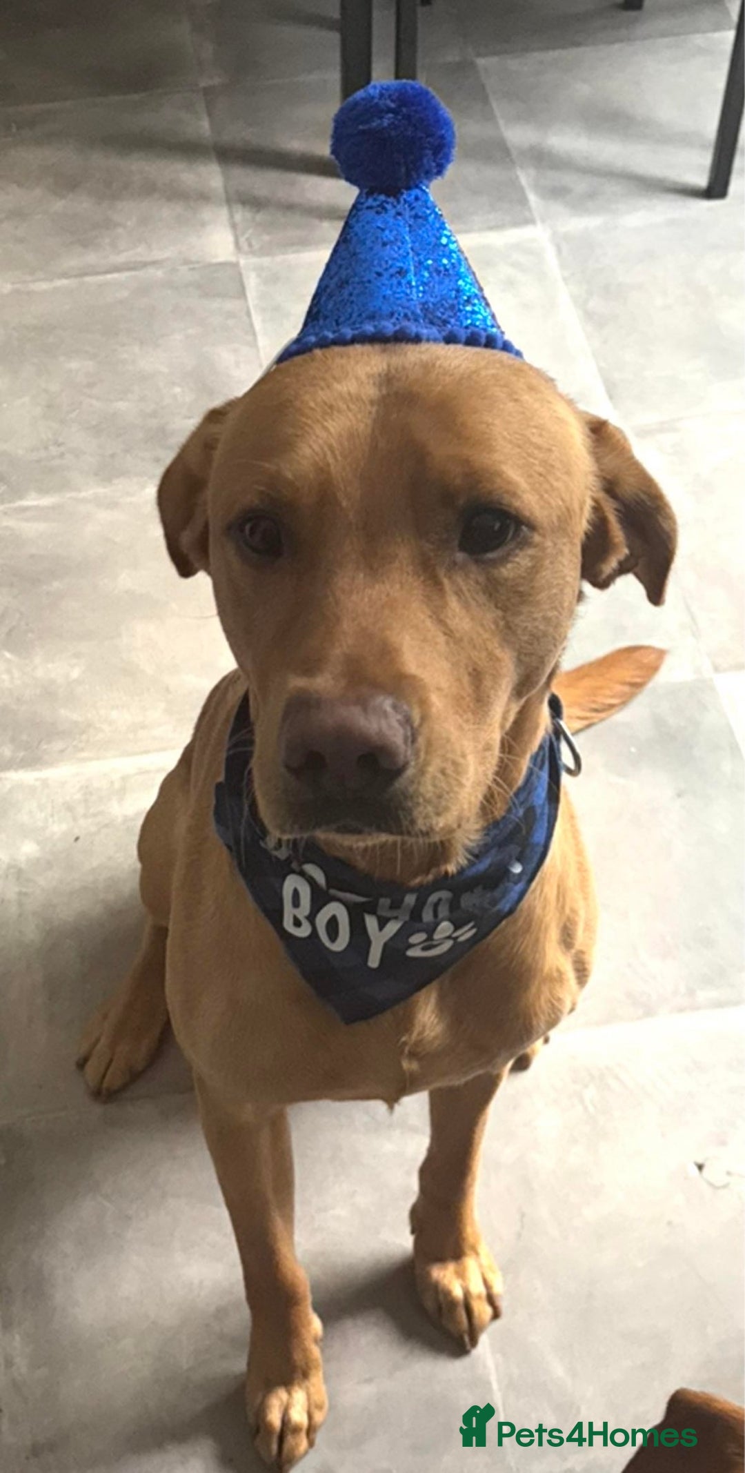 Labrador Retriever dogs for stud: Fox red lab for stud - proven - Advert 9