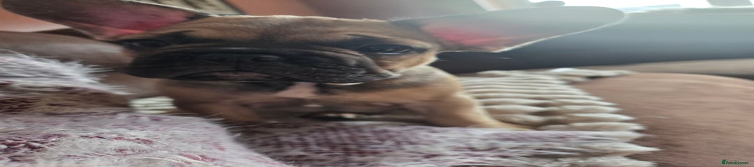 French Bulldog Puppy 3