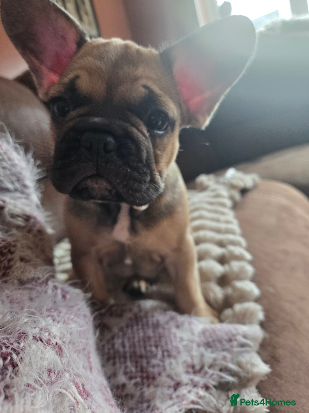 French Bulldog dogs for sale: 5 beautiful healthy French bulldogs. - Image 12