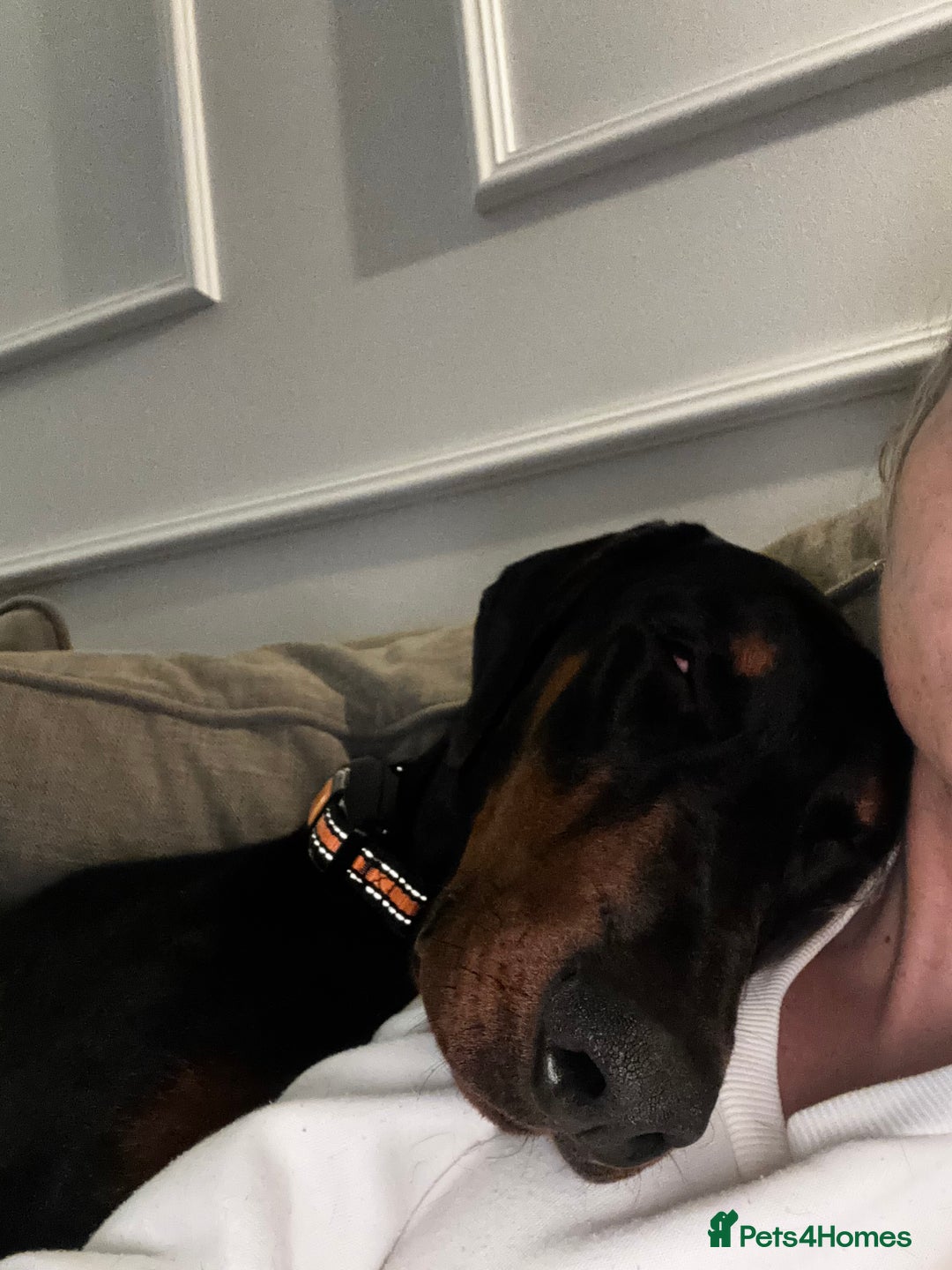 Dobermann dogs for sale: Walter - Advert 6