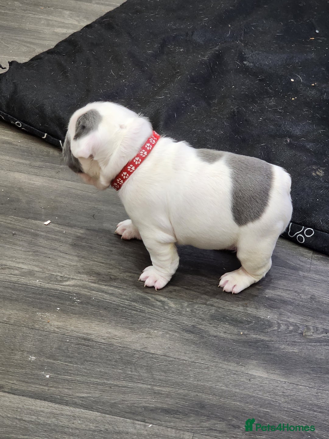 French Bulldog dogs for sale: french bulldog white and blue  - Advert 2