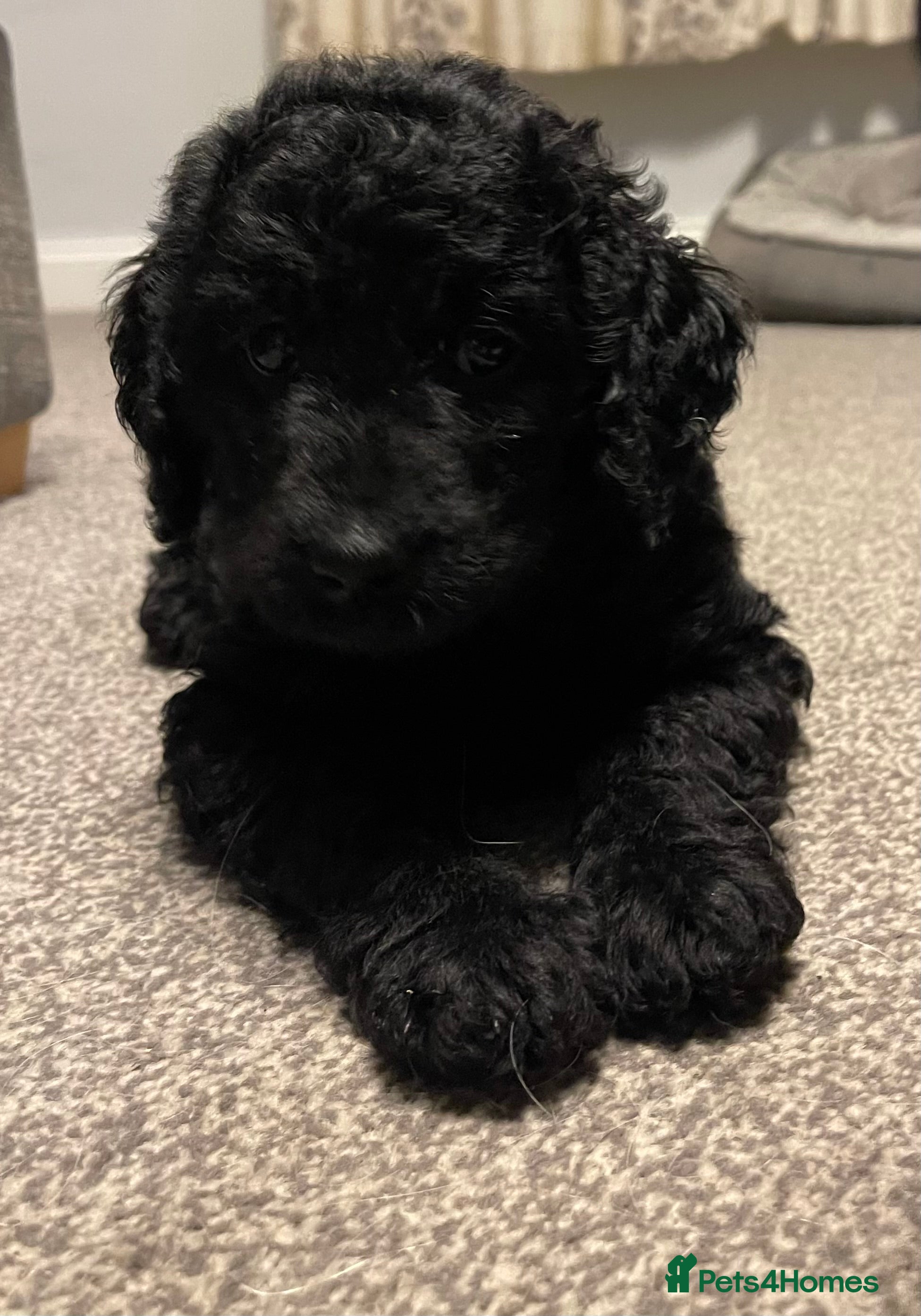 Labradoodle dogs ⭐️ Puppies Ready This Week⭐️ - Advert 6