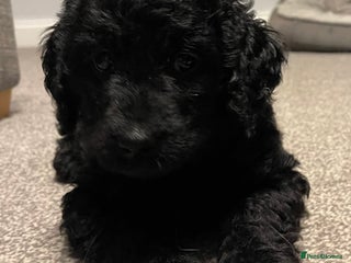 Labradoodle dogs ⭐️ Puppies Ready This Week⭐️ - Advert 6