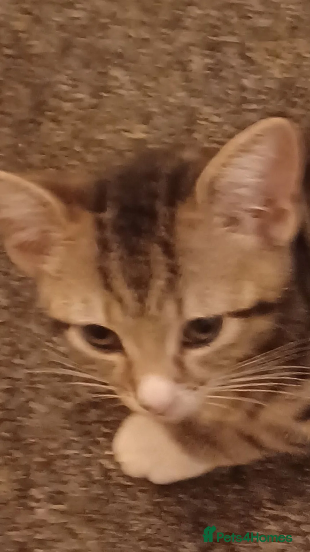 Mixed Breed cats for sale: 5 kittys  - Advert 2