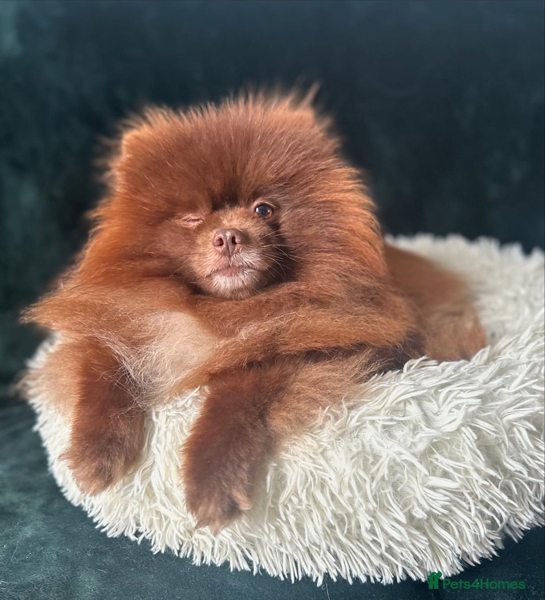 Pomeranian dogs for stud: Chocolate Stud Kc Registered ,Embark tested in Runcorn - Image 27