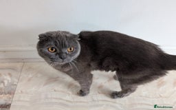 Scottish Fold cats for sale: Scottish Fold Cat Looking for a Loving Home - Image 4