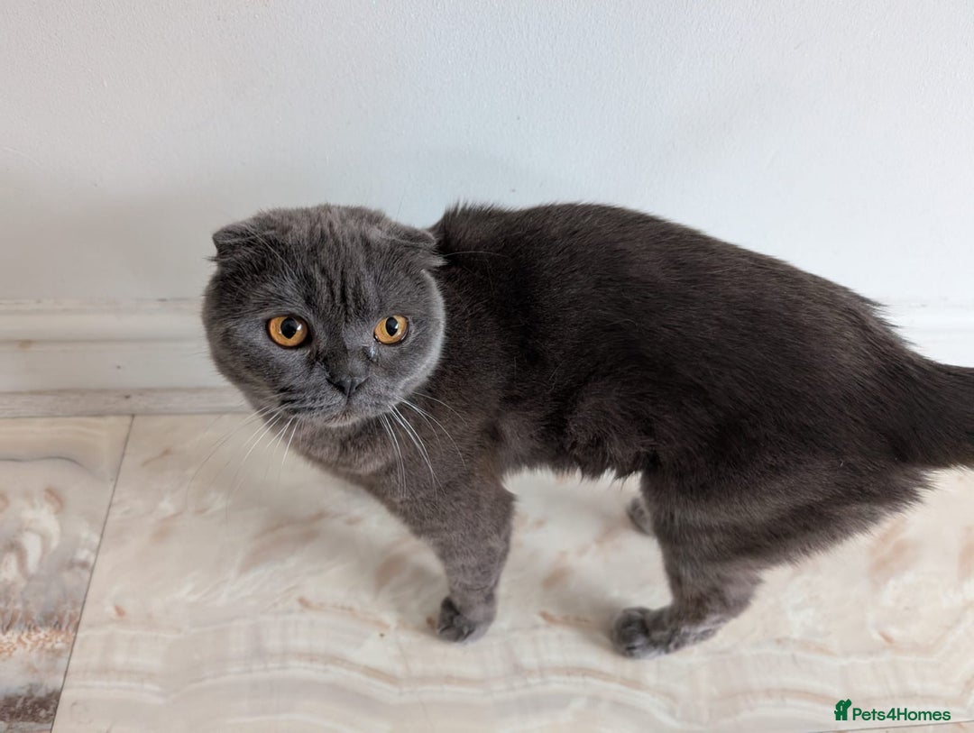 Scottish Fold cats for sale: Scottish Fold Cat Looking for a Loving Home - Image 4