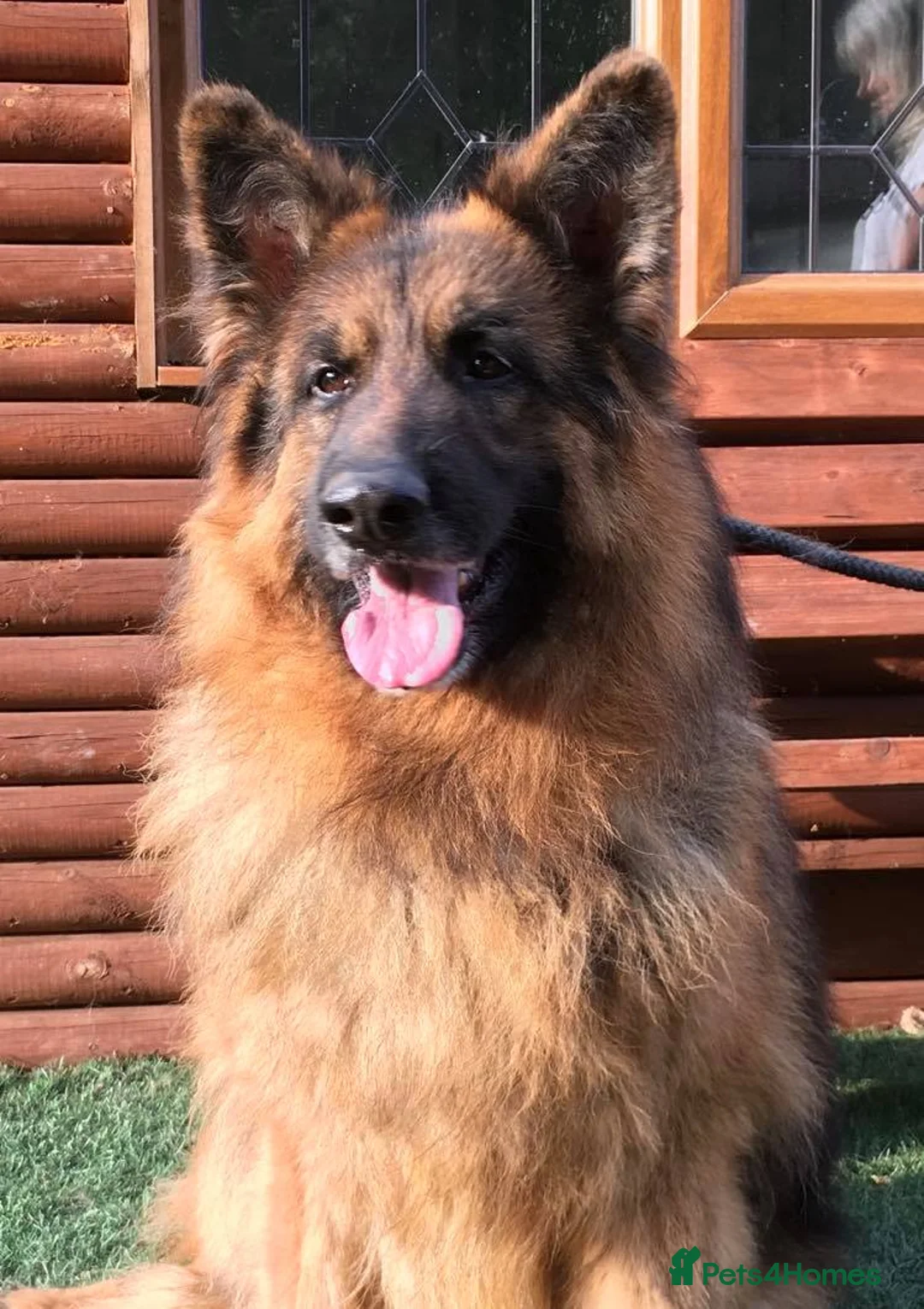 German Shepherd dogs for stud: Lazer  Fully Health tested  at stud in Wisbech - Advert 2
