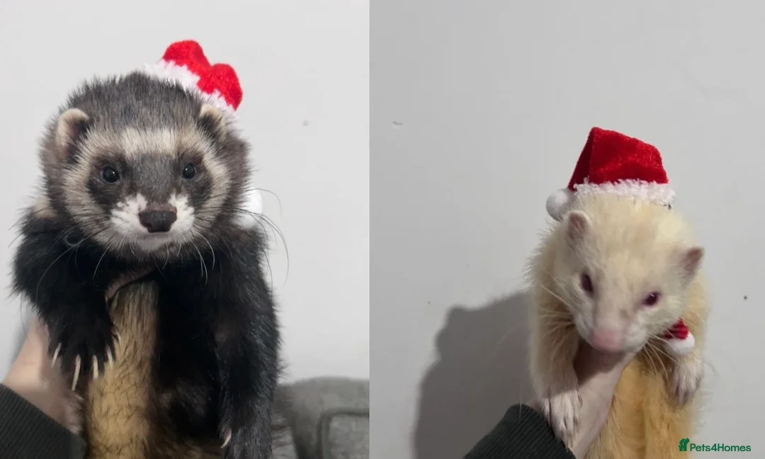 Ferret rodents for sale: 2 Male Ferrets  - Advert 1