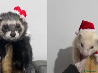 Ferret rodents 2 Male Ferrets - Advert 17