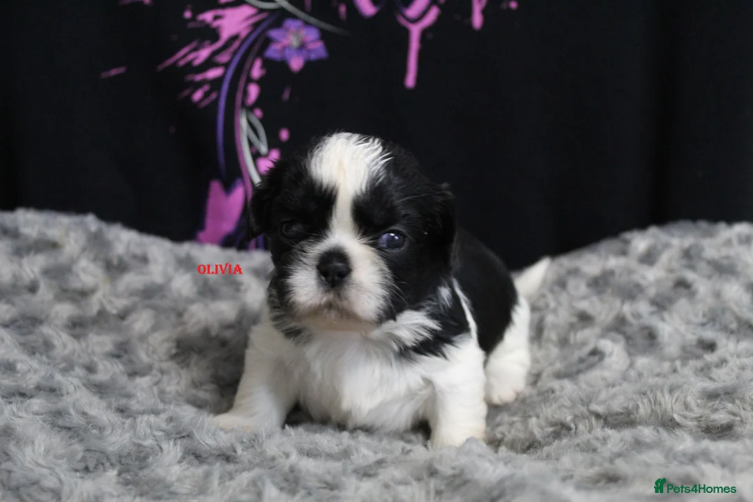 Shih Tzu dogs for sale: LOVELY CUTE SHIH TZU PUPPIES - Advert 1