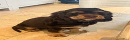 American Cocker Spaniel dogs for sale: Chocolate/tan American cocker spaniel  - Advert 5