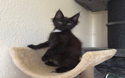 Maine Coon cats for sale: Ready Now! Conancoon GCCF Registered Maine Coon - Image 28