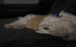 Maltipoo dogs for sale: F1 maltipoo puppies  - Image 12