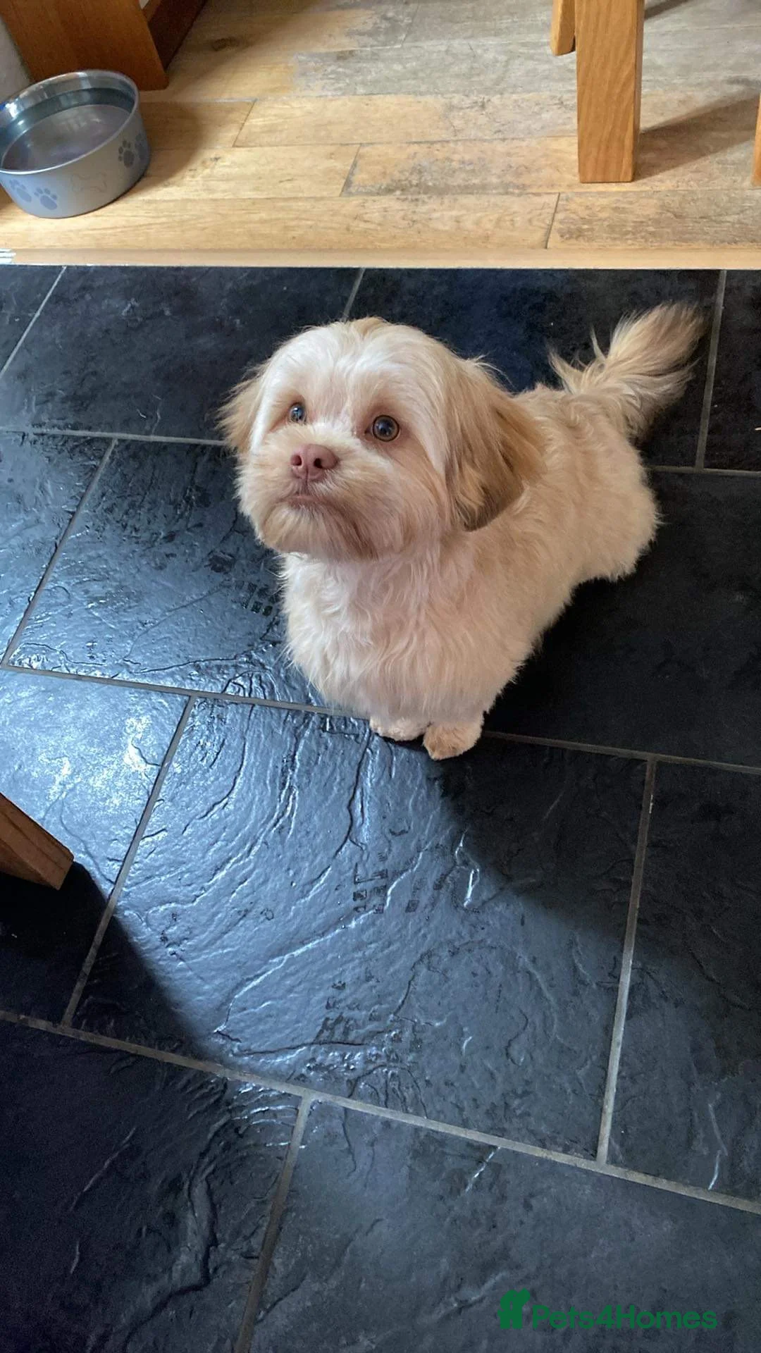 Shih Tzu dogs for stud: Shitzu cross available for stud - Advert 2