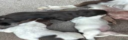 Sprocker dogs for sale: Sprocker Pups - Advert 11