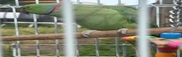 Ringnecks birds for sale: Male Indian Ringneck Parrot For Sale  in Birmingham - Advert 5