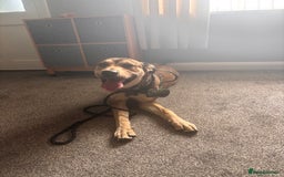 Mixed Breed dogs for sale: Ronnie  - Image 3