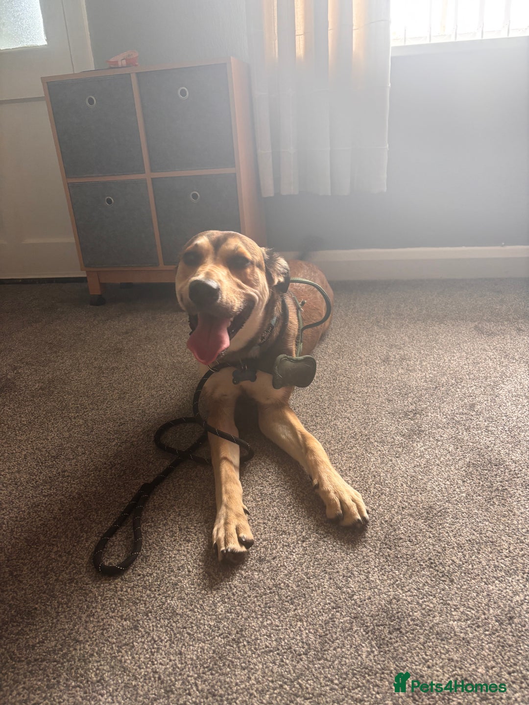Mixed Breed dogs for sale: Ronnie  - Image 3