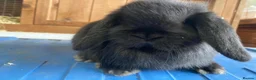 Mini Lop rabbits for sale: Stunning mini lop babies ready now  - Advert 2